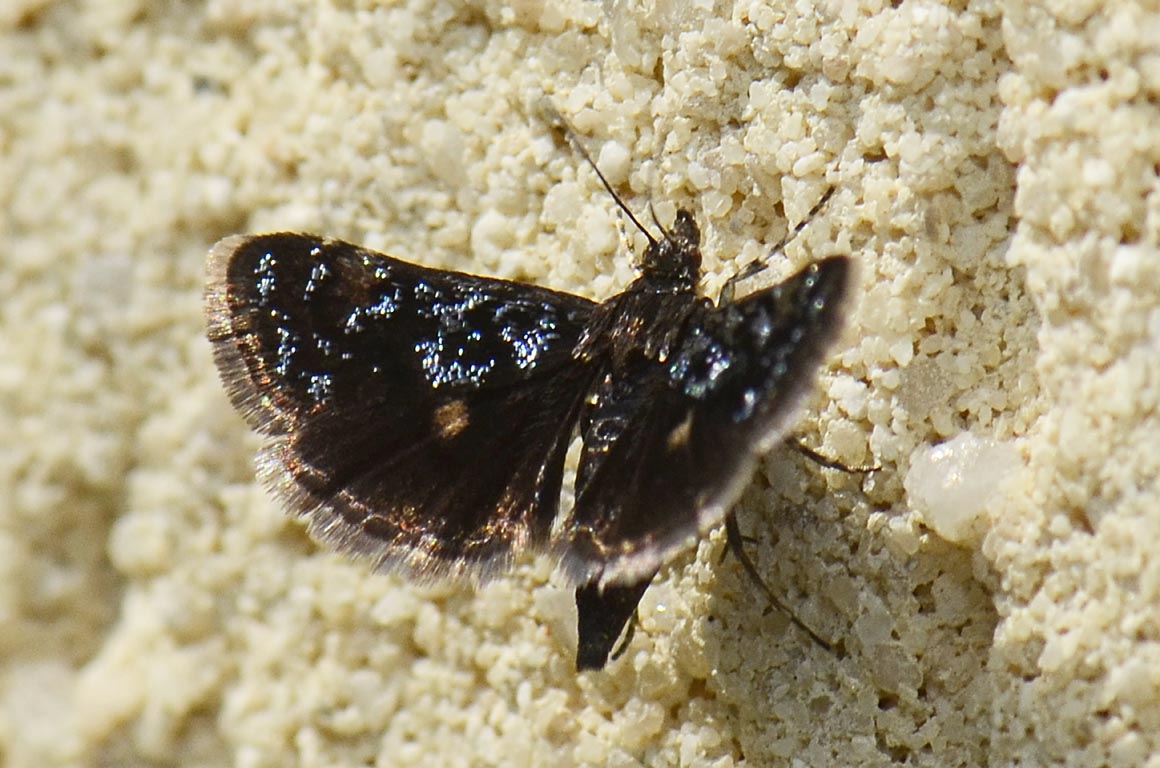 Piccola falena da id. - Heliothela wulfeniana